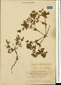 Euphorbia rhabdotosperma Radcl.-Sm., Кавказ, Грузия (K4) (Грузия)