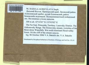 Radula auriculata Steph., Гербарий мохообразных, Мхи - Дальний Восток (без Чукотки и Камчатки) (B20) (Россия)