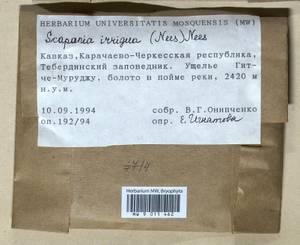 Scapania irrigua (Nees) Nees, Гербарий мохообразных, Мхи - Северный Кавказ и Предкавказье (B12) (Россия)