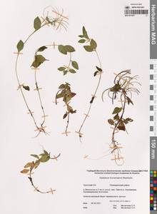 Кипрей Хорнемана, Кипрей Горнемана Rchb., Сибирь, Чукотка и Камчатка (S7) (Россия)