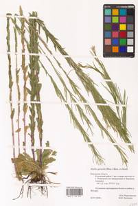 Резуха плоскостручковая (Pers.) Rchb., Восточная Европа, Центральный район (E4) (Россия)