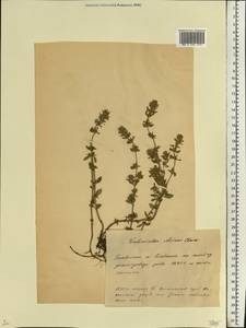 Пахучка полевая, Щебрушка полевая (L.) Kuntze, Восточная Европа, Белоруссия (E3a) (Белоруссия)