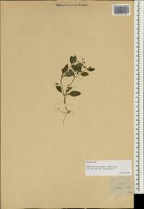 Thecagonum biflorum (L.) Babu, Зарубежная Азия (ASIA) (Филиппины)