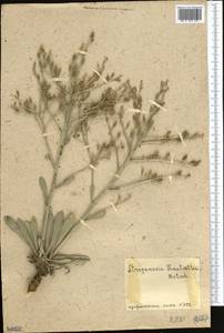Lepidium trautvetteri (Botsch.) Al-Shehbaz, Средняя Азия и Казахстан, Муюнкумы, Прибалхашье и Бетпак-Дала (M9) (Казахстан)
