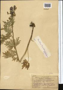 Aconitum soongoricum Stapf, Средняя Азия и Казахстан, Джунгарский Алатау и Тарбагатай (M5) (Казахстан)