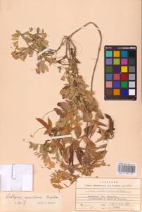 Lathyrus japonicus var. maritimus (L.) J.T.Kartesz & Gandhi, Восточная Европа, Литва (E2a) (Литва)