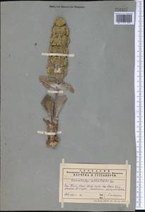 Phlomoides molucelloides (Bunge) Salmaki, Средняя Азия и Казахстан, Западный Тянь-Шань и Каратау (M3) (Казахстан)
