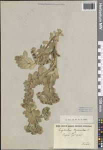 Молочай миртолистный L., Крым (KRYM) (Россия)