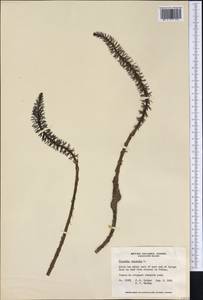 Хвостник обыкновенный, Водяная сосенка L., Америка (AMER) (Канада)