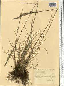 Koeleria macrantha subsp. macrantha, Восточная Европа, Средневолжский район (E8) (Россия)