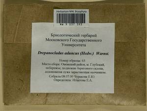 Drepanocladus aduncus (Hedw.) Warnst., Гербарий мохообразных, Мхи - Архангельская и Вологодская области, Коми, Ненецкий АО (B7) (Россия)