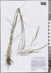 Agrostis castellana Boiss. & Reut., Западная Европа (EUR) (Испания)