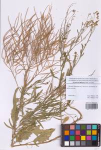 Гулявник волжский M.Bieb. ex E.Fourn., Восточная Европа, Московская область и Москва (E4a) (Россия)