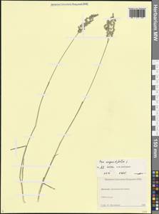 Мятлик узколистный L., Кавказ, Дагестан (K2) (Россия)