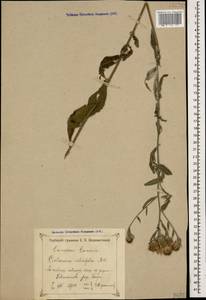 Centaurea phrygia subsp. salicifolia (M. Bieb. ex Willd.) Mikheev, Кавказ, Черноморское побережье (от Новороссийска до Адлера) (K3) (Россия)