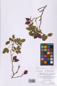 Шиповник собачий, Роза собачья L., Восточная Европа, Московская область и Москва (E4a) (Россия)