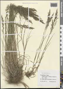 Мятлик болотный L., Восточная Европа, Северный район (E1) (Россия)