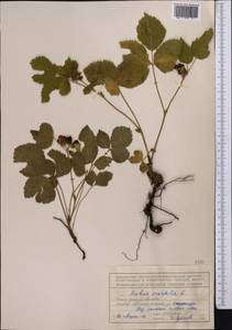 Костяника каменистая L., Средняя Азия и Казахстан, Северный и Центральный Тянь-Шань (M4) (Киргизия)