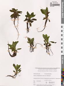 Вероника американская (Raf.) Schwein. ex Benth., Сибирь, Чукотка и Камчатка (S7) (Россия)