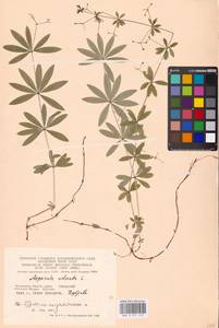 Подмаренник душистый (L.) Scop., Восточная Европа, Московская область и Москва (E4a) (Россия)