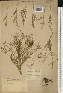 Триния щетинисто-волосистая, Триния щетинистоволосая Hoffm., Восточная Европа, Ростовская область (E12a) (Россия)