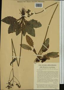 Hieracium rotundatum subsp. subserratifolium (Zahn), Западная Европа (EUR) (Хорватия)