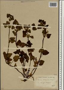 Lamium garganicum subsp. striatum (Sm.) Hayek, Зарубежная Азия (ASIA) (Турция)