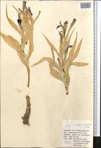 Iris warleyensis Foster, Средняя Азия и Казахстан, Памир и Памиро-Алай (M2) (Узбекистан)