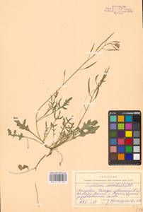 Двурядка стенная (L.) DC., Восточная Европа, Молдавия (E13a) (Молдавия)