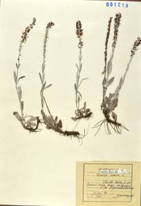 Вероника седая L., Сибирь, Дальний Восток (S6) (Россия)