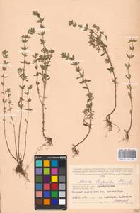 MHA 0 156 522, Пахучка полевая, Щебрушка полевая (L.) Kuntze, Восточная Европа, Западный район (E3) (Россия)