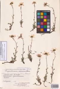 Chrysanthemum zawadzkii subsp. peleiolepis (Trautv.) Zuev, Сибирь, Чукотка и Камчатка (S7) (Россия)