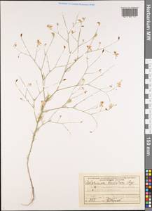 Delphinium barbatum Bunge, Средняя Азия и Казахстан, Западный Тянь-Шань и Каратау (M3) (Узбекистан)