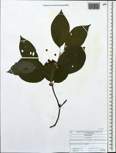 Кизил белый, Свидина белая L., Восточная Европа, Центральный лесной район (E5) (Россия)