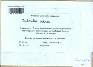 Lophocolea minor Nees, Гербарий мохообразных, Мхи - Москва и Московская область (B6a) (Россия)