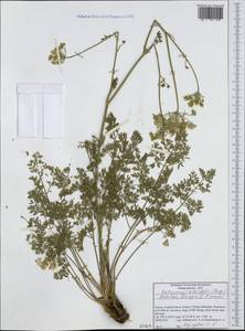 Katapsuxis silaifolia (Jacq.) Reduron, Charpin & Pimenov, Западная Европа (EUR) (Греция)