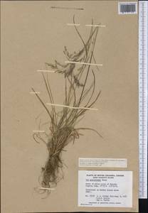 Puccinellia rupestris (With.) Fernald & Weath., Америка (AMER) (Канада)
