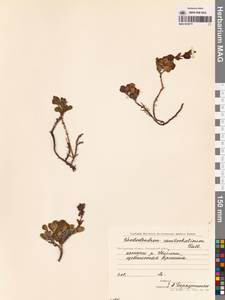 Рододендрон камчатский Pall., Сибирь, Чукотка и Камчатка (S7) (Россия)