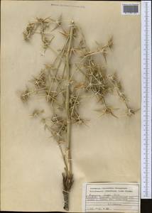 Синеголовник Бунге Boiss., Средняя Азия и Казахстан, Копетдаг, Бадхыз, Малый и Большой Балхан (M1) (Туркмения)