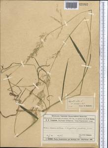 Полевица, Средняя Азия и Казахстан, Муюнкумы, Прибалхашье и Бетпак-Дала (M9) (Казахстан)