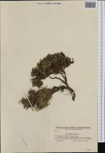 Minuartia recurva subsp. orbelica (Velen.) Koluharov & Kuzmanov, Западная Европа (EUR) (Болгария)