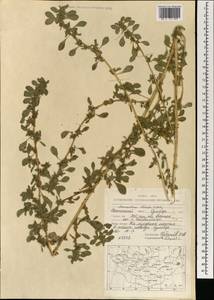 Щирица жминдовидная S.Watson, Монголия (MONG) (Монголия)