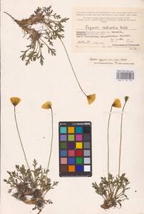 Oreomecon lapponica subsp. lapponica, Восточная Европа, Северный район (E1) (Россия)