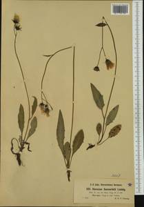 Hieracium sommerfeltii Lindeb., Западная Европа (EUR) (Норвегия)