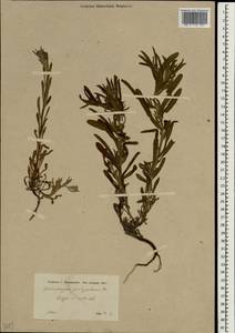 Pseudoheterocaryum szovitsianum (Fisch. & C. A. Mey.) Kaz. Osaloo & Saadati, Зарубежная Азия (ASIA) (Сирия)