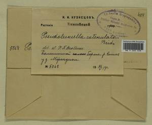 Pseudoleskeella catenulata (Brid. ex Schrad.) Kindb., Гербарий мохообразных, Мхи - Красноярский край, Тыва и Хакасия (B17) (Россия)