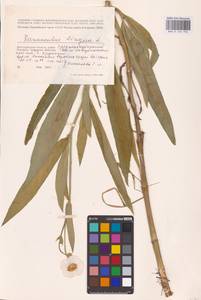 Лютик длиннолистный L., Восточная Европа, Нижневолжский район (E9) (Россия)