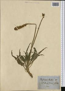 Phyteuma betonicifolium Vill., Западная Европа (EUR) (Швейцария)