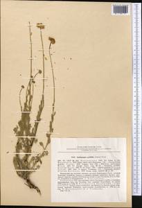 Tanacetum griffithii (C. B. Clarke) Muradyan, Средняя Азия и Казахстан, Памир и Памиро-Алай (M2) (Узбекистан)
