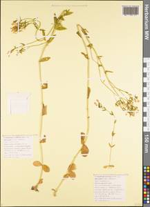 Centaurium pulchellum subsp. pulchellum, Кавказ, Черноморское побережье (от Новороссийска до Адлера) (K3) (Россия)